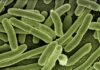Co zabija bakterie?