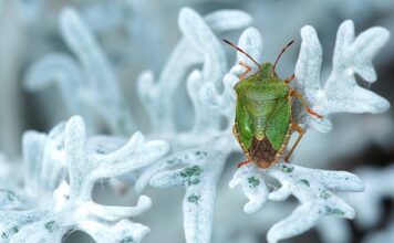 Jakie pierwsze tanie auto?