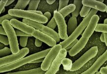 Gdzie wsypać bakterie do oczyszczalni?