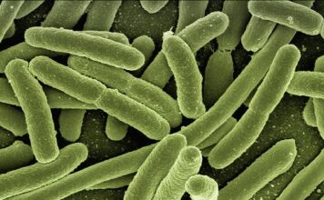 Gdzie wsypać bakterie do oczyszczalni?