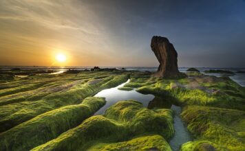 Czy lampa UV działa na glony? Czy lampa UV działa na glony?