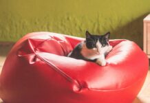 Karma mokra dla kota – czy to najlepsza opcja żywienia pupila? karma mokra dla kota