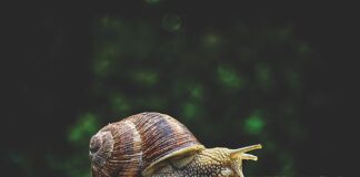 Do czego służą cęgi?